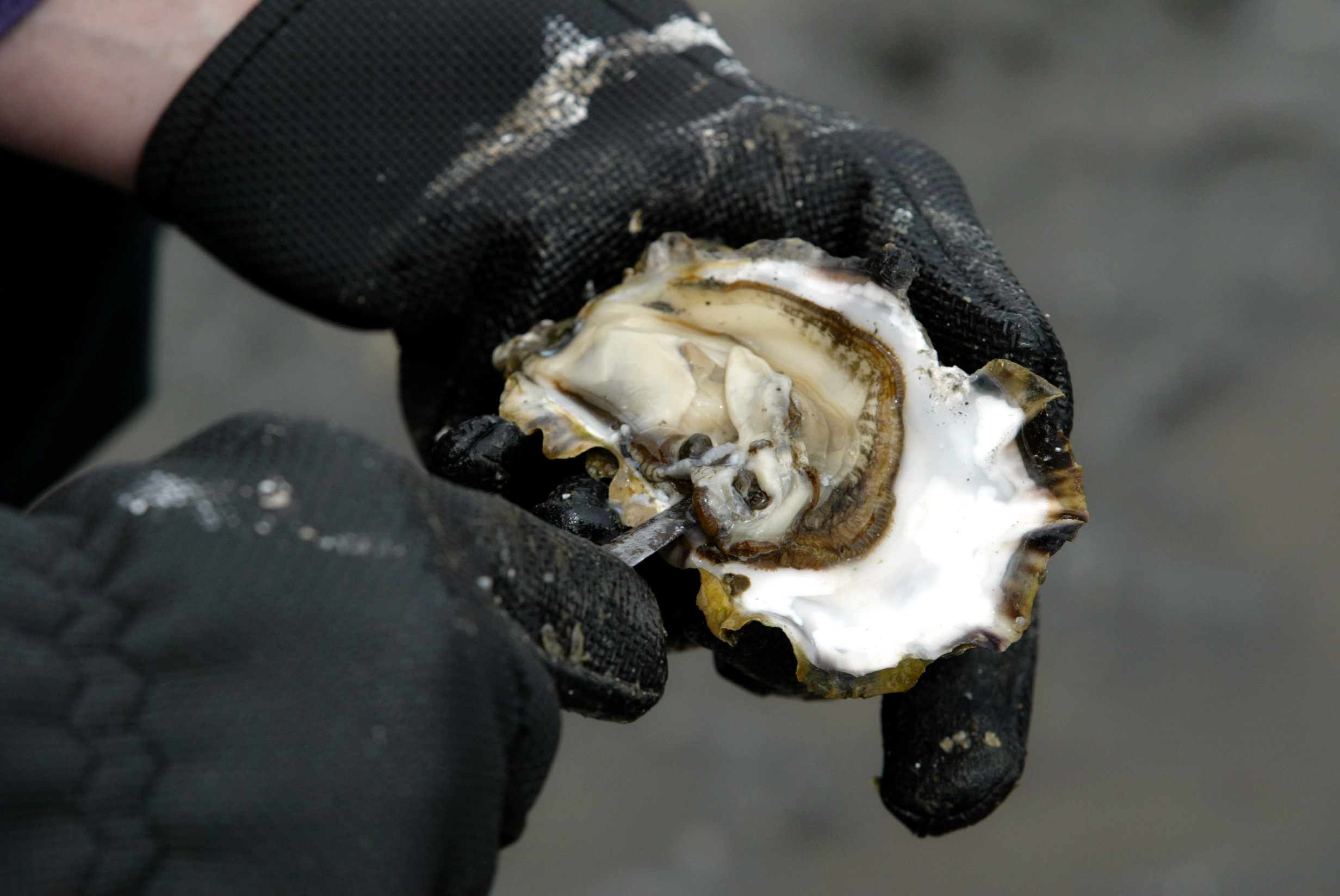 pacific_oyster_by_gilbert_w_arias_seattle_p-i